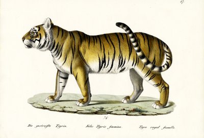 Königlicher Tiger, 1824 von Karl Joseph Brodtmann